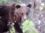 Ridiculous moment man pushes brown bear provoking him to attack