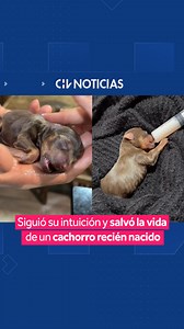 “LA VIDA SIEMPRE ENSEÑÁNDOME” 💕 👉🏼 La personal trainer y creadora de contenido @antocar.fit mostró cómo, tras seguir su intuición, logró salvarle la vida a uno de los cachorritos de la perrita de sus suegros. 🗣️ “Una cachorrita que llegó para recordarme lo grande que es el amor cuando se entrega con todo el corazón”, escribió en el post, haciendo alusión a la conexión con sus animales. #CHVNoticias #ViralCHV | CHV Noticias