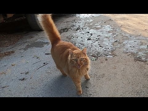 Orange cat meowing with a high pitched voice is unbelievably affectionate