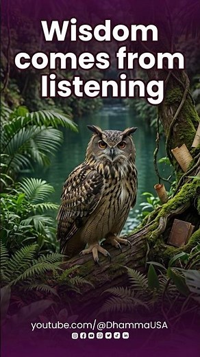 The Wise Owl | Wisdom comes from listening