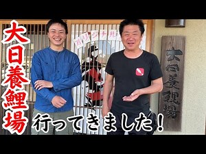 [Koi Farm Visit] A huge player in the koi industry! Introducing the facilities and events at Dain...
