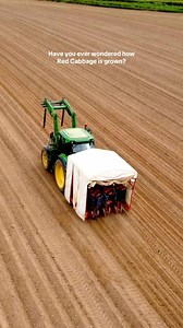 1.5K views | Ever wondered how red cabbage is grown? 塞 Today we’re transplanting red cabbage seedlings – moving them from trays into the field, where they’ll have more space, sunlight, and nutrients to grow. These carefully planted rows will soon become the star of our Red Cabbage & Beetroot – a vibrant, tangy side that’s full of flavour and goodness. Just one step in our field-to-fork journey!  #MashDirect #RedCabbage #FarmToFork #SummerSides | Mash Direct | Facebook
