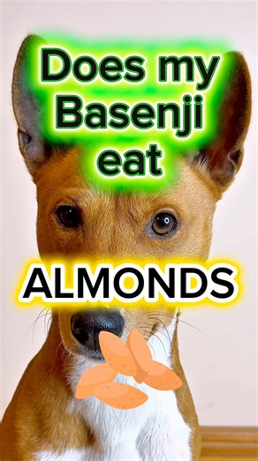 Basenji Dog vs Almond - Will He Eat It?