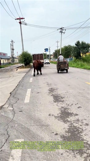 牛が車を牽引？：田舎道の意外な運搬術