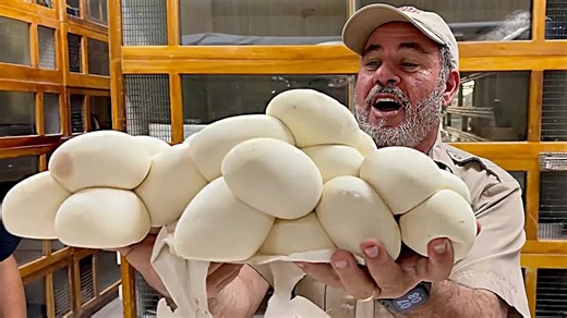 GIANT PYTHON LAID EGGS