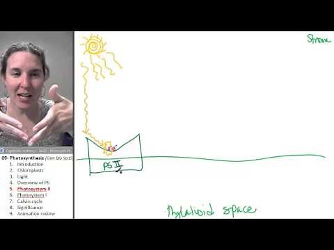 Photosynthesis 5- Photosystem II