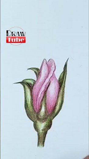 Realistic Rose drawing tutorial with colored pencils