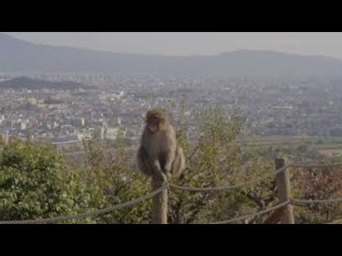 Wild Encounters Japanese Macaque Mayhem! #JapaneseMacaque #AnimalBehavior #Nature#WildEncounters