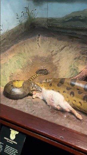 Yellow Anaconda eats Rabbit at Bronx Zoo #anaconda #rabbit #bronxzoo #zoo #wildlife #eating #feed