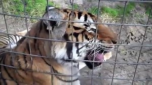 Big cats can make some pretty weird, unique, cute and SCARY sounds! But the scariest thing is how many species are endangered, the increase in human population has decimated habitat for wild cats... Coupled with poaching and trophy hunting, big cats need all the help they can get. Purrlease consider supporting the Big Cat Public Safety Act HR1818, which will help stop the abuse of captive big cats and also help wild populations as well :) --- https://bigcatrescue.org/big-cat-act/ #EndangeredSpec