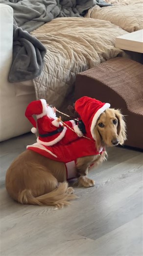 Charlie the hot dog 🐾 on Instagram: "Santa's cutest little helper 🎅🏼❤️ Merry Christmas to those who celebrate!!!🎄 Here you go. Short, viral, SEO-friendly for @charlithehotdog 🎄🐾 dachshund christmas • sausage dog • wiener dog vibes • long dog christmas • cozy dog season • mini dachshund life • dog get ready with me • small dog christmas • dog holiday aesthetic • cute dachshund content • dog influencer christmas • cozy winter pup • christmas dog photos • dachshund lovers • holiday dog vibes"