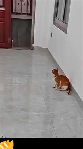 Cat Body Language and Senses Explained