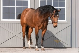 Margies Frosty Buck "Denver" | Thehorsebay.com