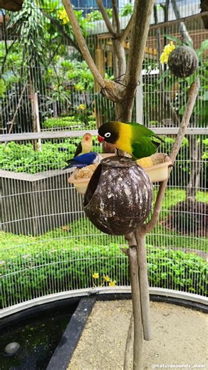 "Natural Bird Songs in a Large Aviary" #shorts#birdsongs