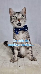 3M views · 110K reactions |  La vida da muchas vueltas...  Audio de @duke.philippe #gato #videodegatos #gatosdivertidos #videosdivertidos #mascotas #videodemascotas #adopta #cat #lipsync #catlovers #catvideo #funnycats #funny #funnypets #michi #risas #videoviral #voiceeffects #chistes #trending #humorenespañol | Maribel Solís | Facebook