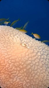 Need a lift? 🦀 This crab is hitching a ride on a jellyfish, showcasing commensalism—a relationship where one species benefits while the other is unaffected. The crab gains free transport and access to food scraps, while the jellyfish remains largely unaffected by its passenger 🪼 This behavior isn’t unique to jellyfish; crabs have also been observed riding on floating debris, sea turtles, and other marine creatures 🌊 Follow @oceanic.global to learn more about the Ocean’s incredible species & t
