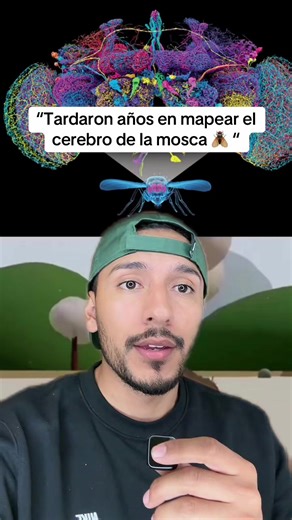 Mapeo del cerebro de la mosca: un avance educativo