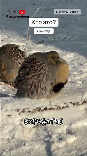 Angry Birds in Real Life 🐦 @EvgeniyPechkin