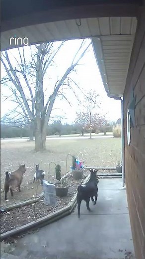 Motion detected: mischief in progress 🐐🌳