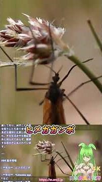 【日本昆虫研究所】蚊じゃない! 繊細な分解者ヒメガガンボの生態と見分け方 #shorts