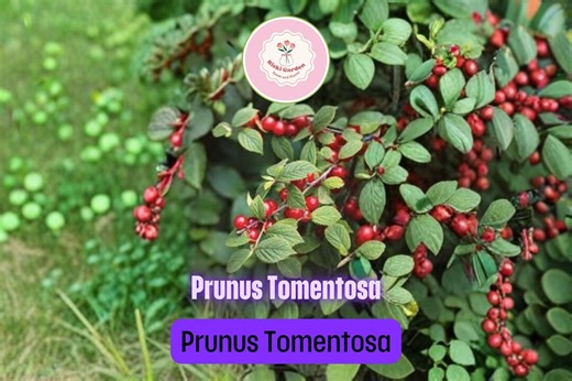 Nanking Cherry Seeds (prunus Tomentosa) | Hardy Fruiting Shrub | 10 Seeds for Planting - Etsy