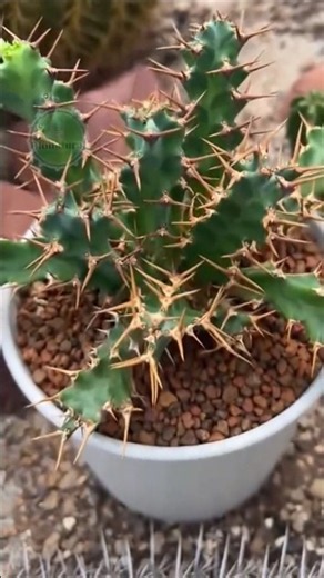 O cacto que NÃO é cacto e cresce torcido! 🌀