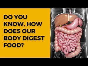 Journey Through the Digestive System