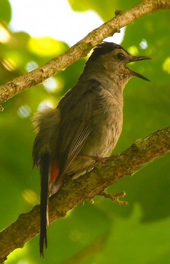 You Won’t Believe How Many Sounds This Gray Catbird Can Make! 🎶🐦