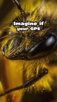 The Secret Life of Bees… EXPOSED! #bee #animal #insect #shorts