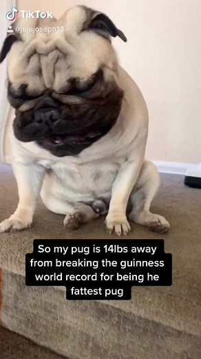 World's Fattest Pug: Chubby Pup on the Rise!