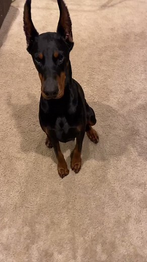 Hand Commands for Training a Doberman