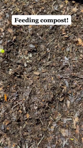 I make compost from leaves and scraps and this what I feed the worms. They love it! #compost #worms #gardening #redworm #flowthroughbin