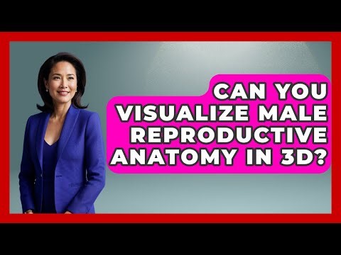 Can You Visualize Male Reproductive Anatomy In 3D? - All About Anatomy Answers