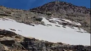 GRIZZLY BEAR IN SNOW: Check out this Grizzly Bear in a snow field above Siyeh Pass in Glacier National Park. The grizzly dug a hole in the snow and was laying in it to cool off then got up and ran across the field. Thanks to Chris Rost for sending it in. Send us your photos and videos: NBCMontana.com/ChimeIn | NBC Montana