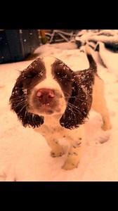 5.9K views · 259 reactions | Oh how cute!! 殺 Tiktok-@ valley.spaniels | English Springer Spaniel Fans | Facebook