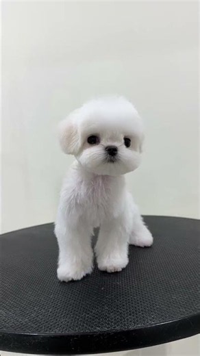 Easy Low-Maintenance Dog Grooming Styles
