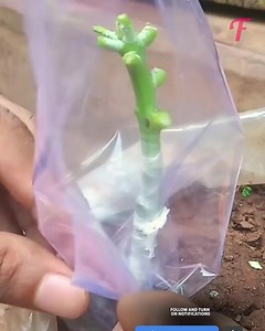 1.5K views · 11 reactions | A fresh approach to grafting uses onions for robust mango trees | Fabiosa Australia | Facebook