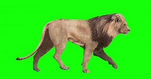León macho animado con ciclos de marcha loopables, aislado sobre fondo verde. El león pasa de estar parado para caminar, trotar, acantonar, correr y volver a estar de pie.