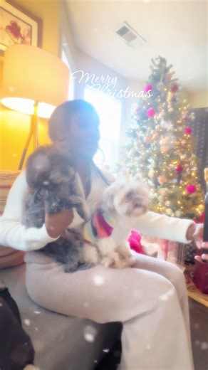 Merry Christmas 🎄🎁 🐶🐶🐾 #merrychristmas #doggychristmas #dogmom #shihtzu #yorkie