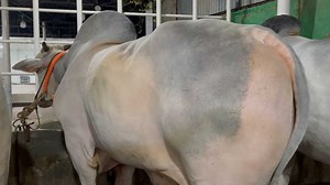 10K views · 991 reactions | Guy with The Big Cows on Reels | Facebook