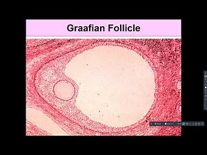 AP2 Lecture Female Reproductive System 1