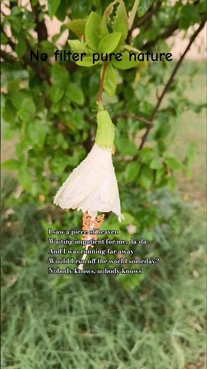 Sing along and Learn| run away | I Saw peice of Heaven |