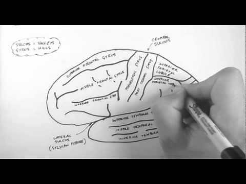 Brain Anatomy 1 - Gross Cortical Anatomy (Lateral Surface)