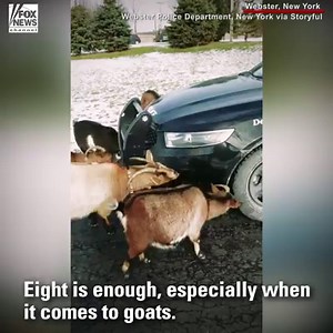 311K views · 2.3K reactions | Is this your idea of a free car wash? When police responded to a call about a goat in the road, eight goats used the cruiser as a salt lick. | Fox News | Facebook