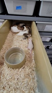 33K views · 177 reactions | Live feeding or frozen thawed. What do you think is best? #animal #ballpython #ballpythons #snakes #animallover #animallovers #animalkingdom #animals #reptile #reptiles | AJ's Reptiles | Facebook
