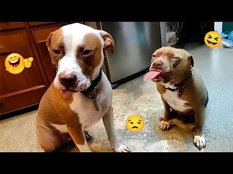 FUNNY DOGS FAILS 2025 🤣 Hilarious Dog Moments That Will Keep You Laughing All Day! 🐾#21
