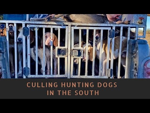 The Culling of Hunting Dogs