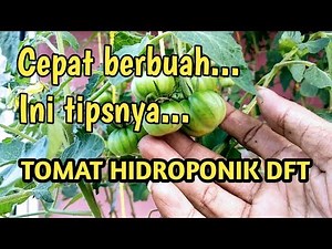 INI TIPSNYA AGAR TOMAT HIDROPONIK CEPAT BERBUAH DAN LEBAT/TOMAT HIDROPONIK DFT