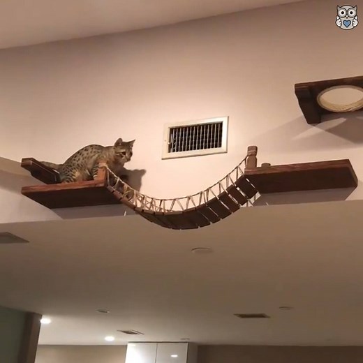 173K views · 1.6K reactions | Zeus - the most agile cat you’ve seen!  https://www.instagram.com/zeusthesavannah_f5/ | Appreciate | Facebook