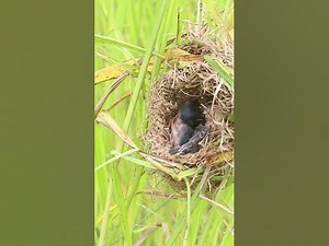 Demon bird Babies Birds hungry eat EP184 birdslover birdwatch birds beautifulbird birds365